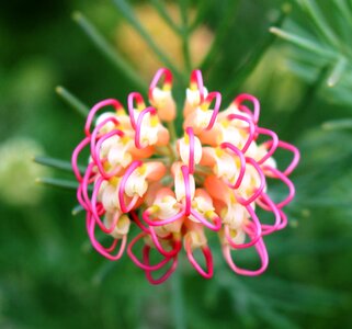 Macro pink yellow