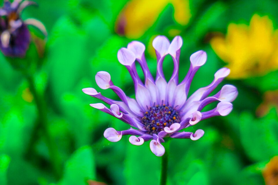 Natural wild flowers bloom