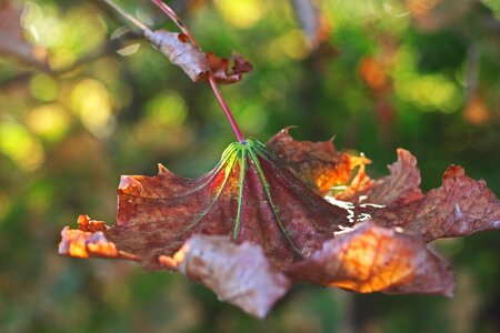 Fall color autumn leaves photo