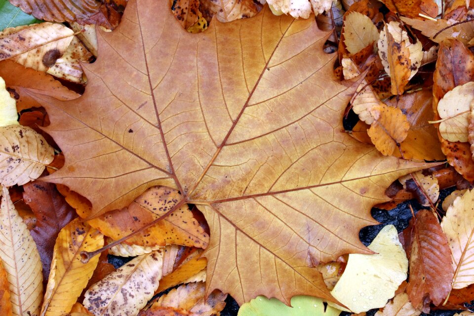 The leaves nature leaf