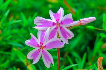 Natural wild flowers bloom photo