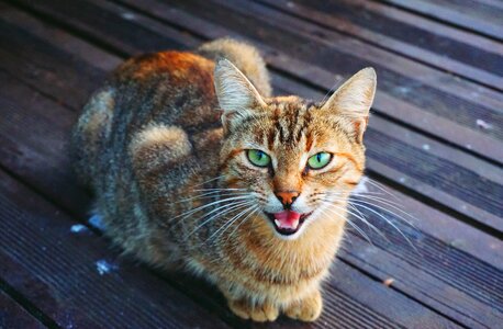 Pet fur portrait