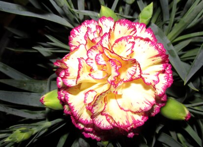 Garden fragrant bloom