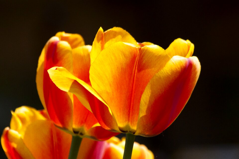 Nature flower schnittblume photo