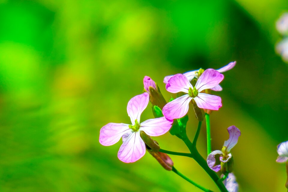 Natural wild flowers bloom