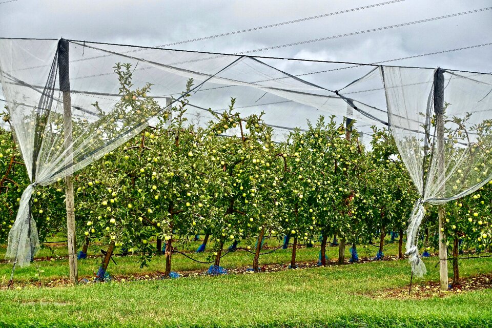 Orchard bounty fruit
