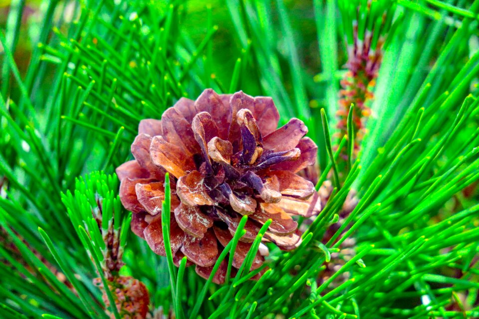 Trees pine cone pine needles