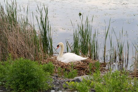 Bird swan pond photo