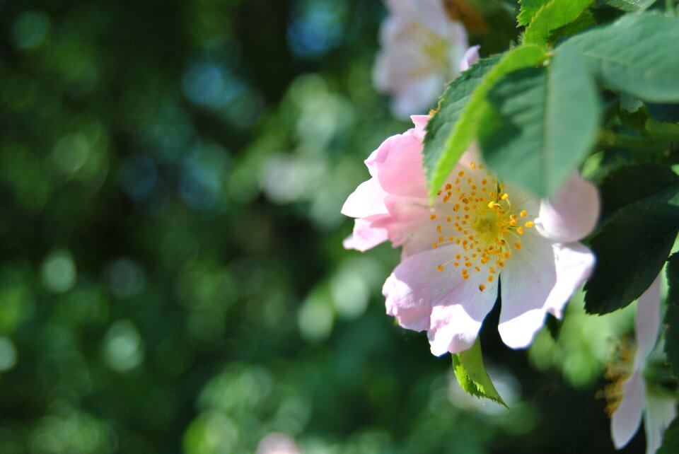 Pink tree branch