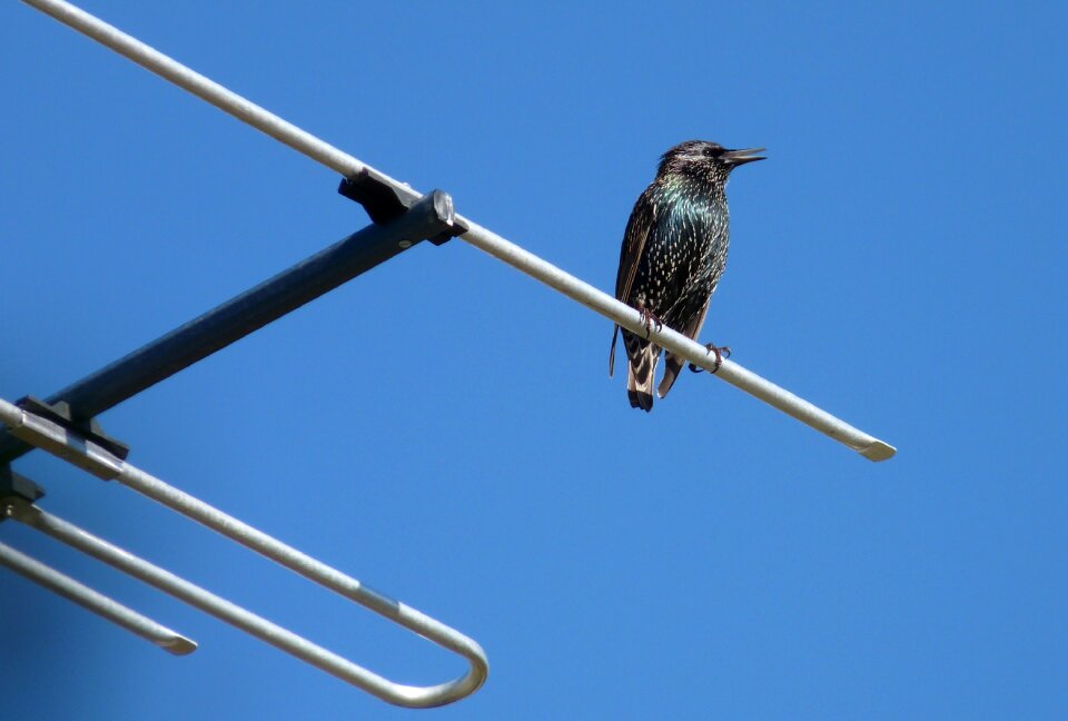 Roof wildlife nature