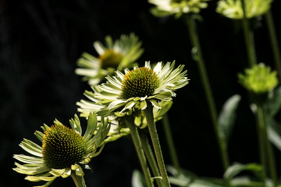 Echinacea purpurea close up composites