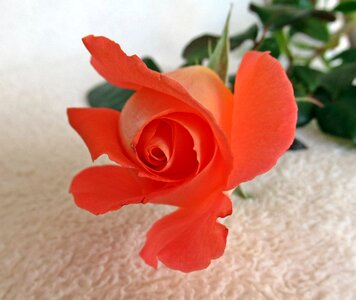 Plant petal rose photo