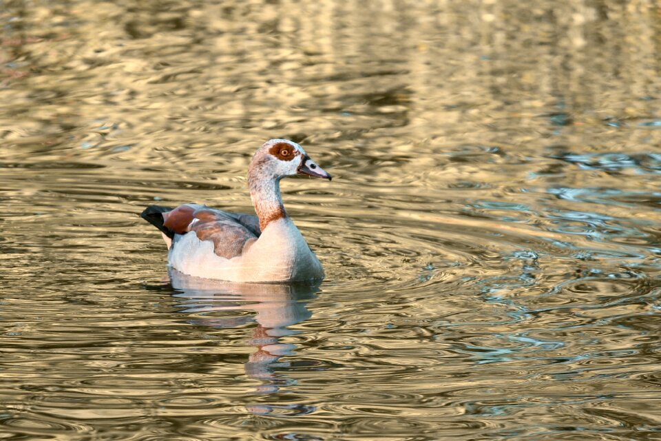 Goose animal nature photo