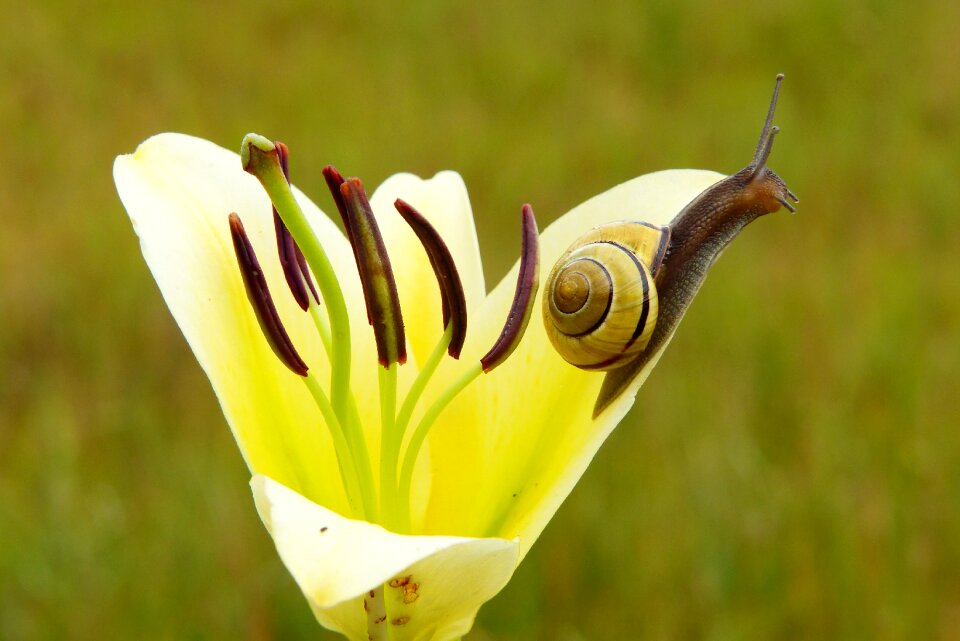 Flower lily animals