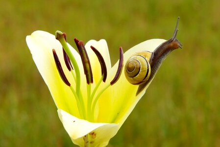 Flower lily animals