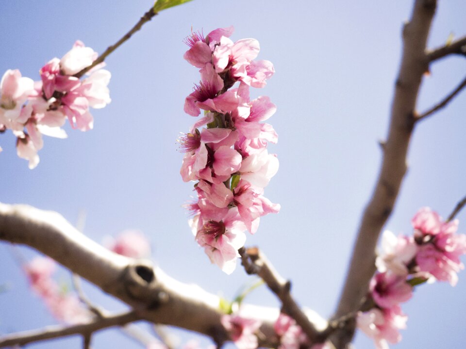 Flower peach blossom blue sky