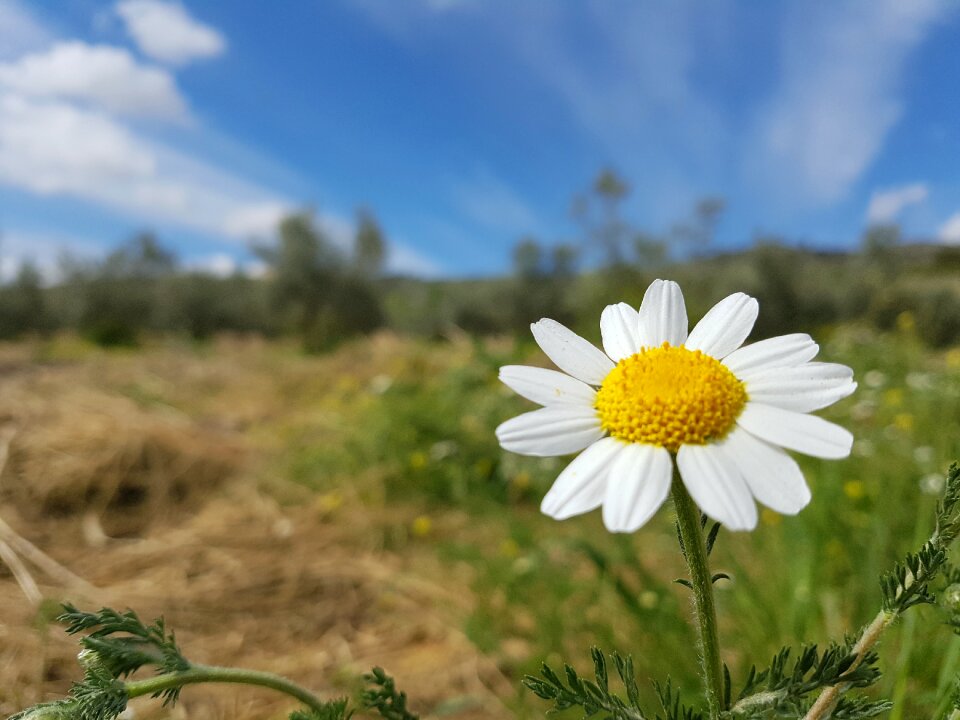 Nature summer plant
