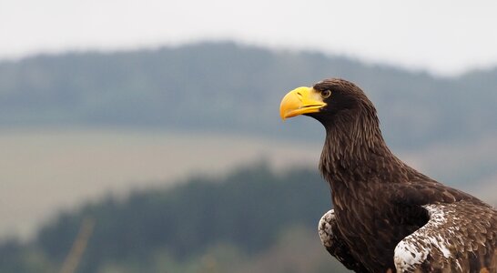 Eagle feather predator