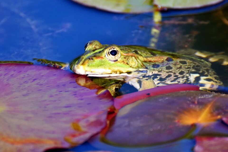 Animal creature lily pad