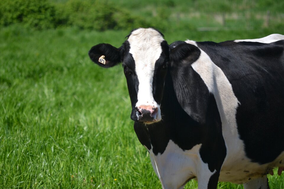 Field black and white green cow