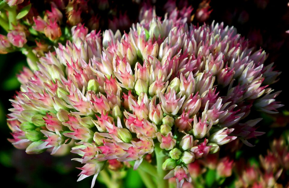 Inflorescence pink nature