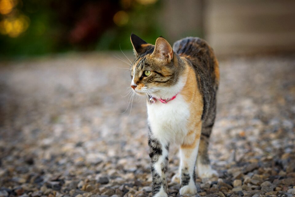Nature pet cute