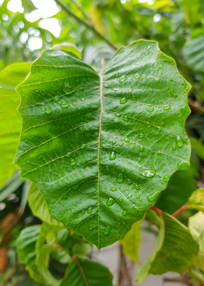 Droplets drops water