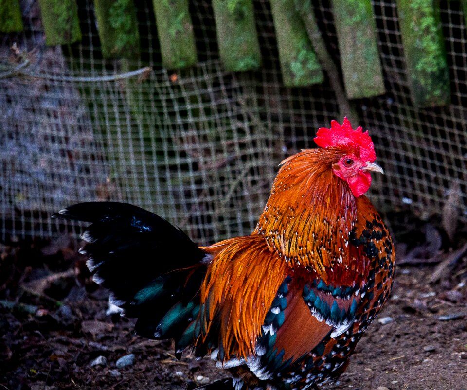 Animal animal world bird