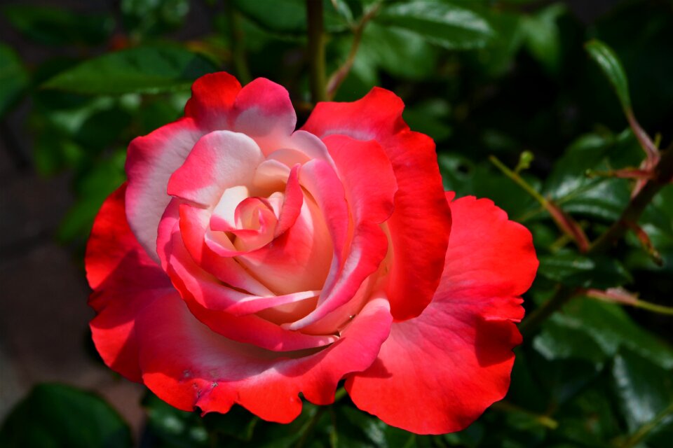 Flower rose blooms close up