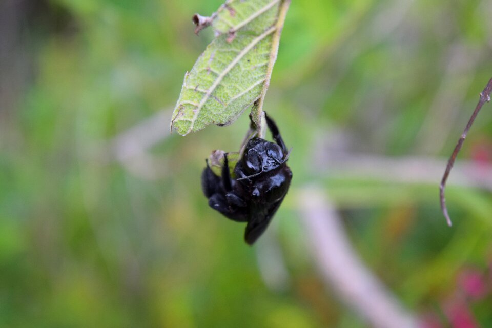 Beetle fauna animals