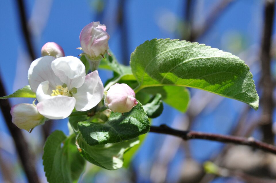 Leaf plant flower
