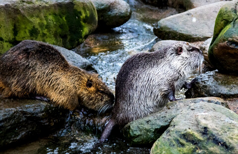 Animal world mammal species of rodent