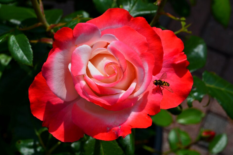 Flower rose blooms close up