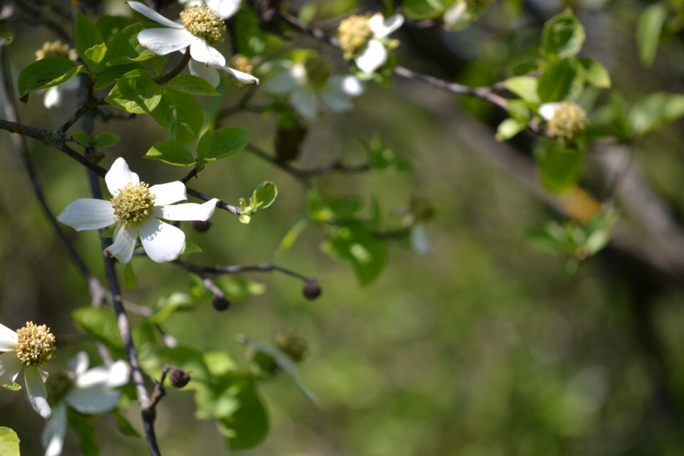 Tree summer plant
