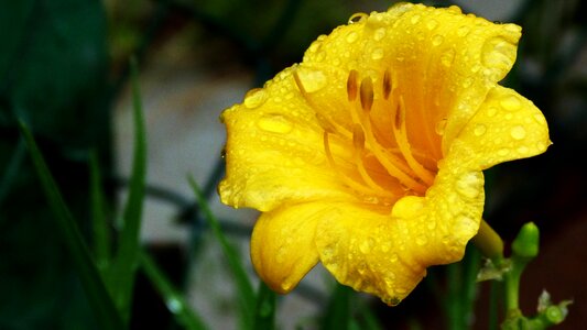 Nature garden flowers