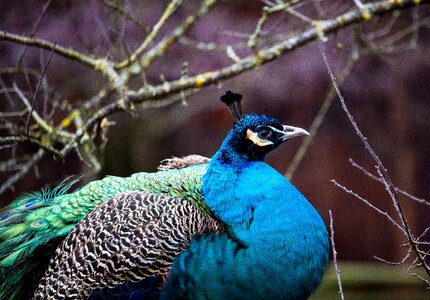 Animal world feather colorful