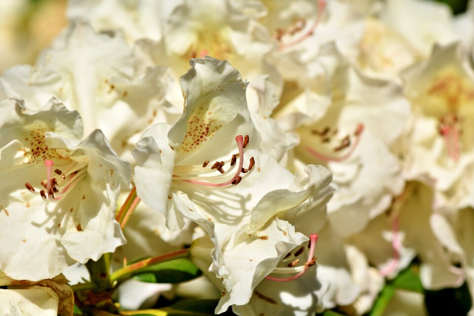 White rhododendron bud blossom