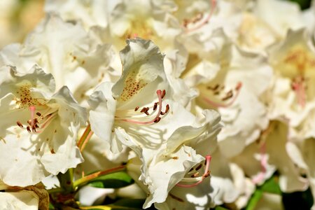White rhododendron bud blossom photo