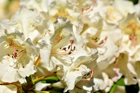 White rhododendron bud blossom