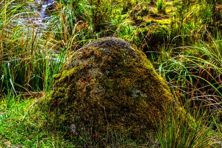 Landscape nature forest