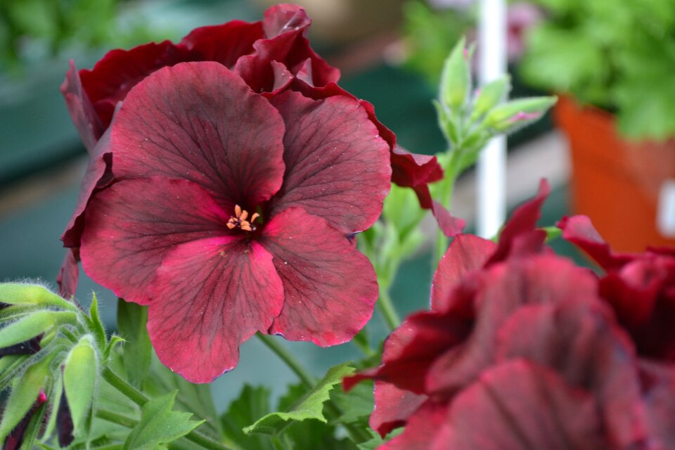 Red bright spring