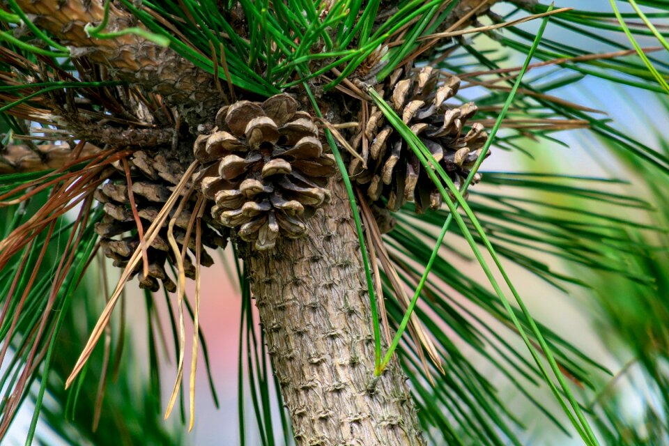 Trees pine cone pine needles