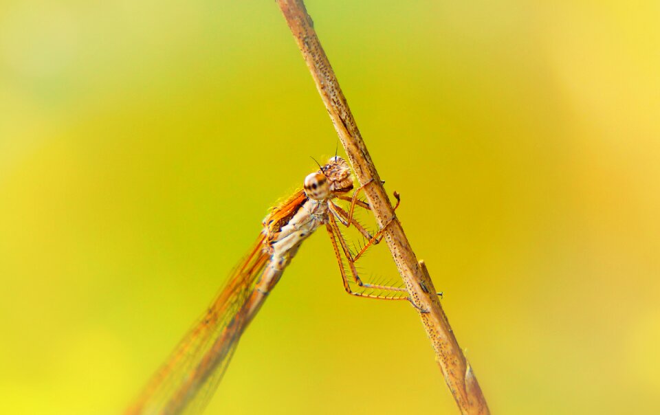 Insect animals nature