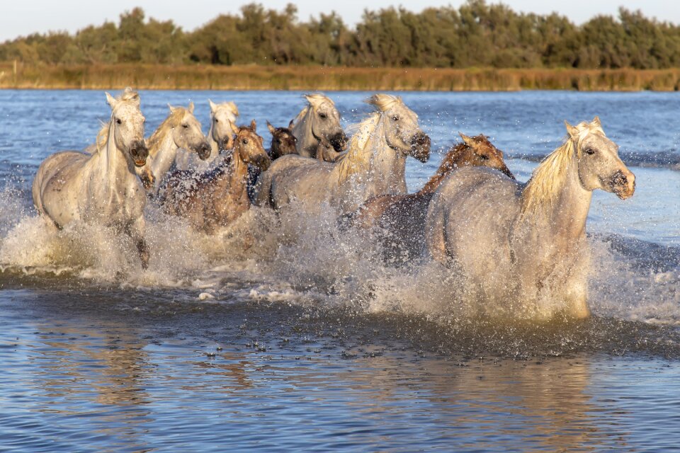Saintes-maries-de-la-mer camargue landscape
