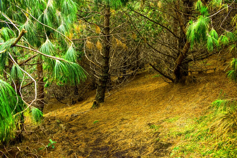 Landscape nature forest