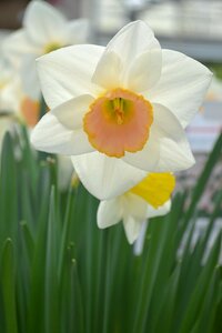 Flower spring bright