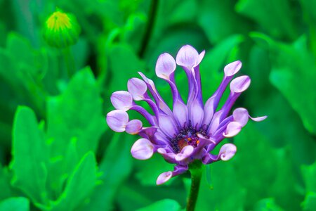 Nature lilac exotic