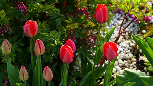 Flowers tulips spring