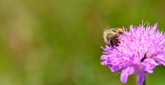 Pink green beekeeping photo