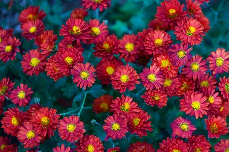 Perennial flowers blooms at nature